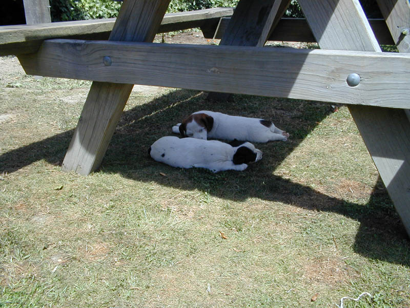 HotDogs