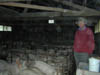 FatteningPigs2
