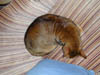 Tut Curled Up