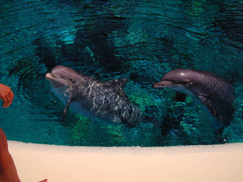Dolphin Face 3