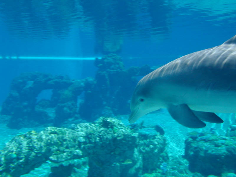 Dolphin Underwater 1