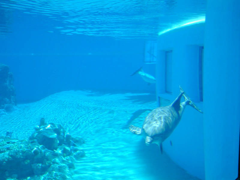 Dolphin Underwater 2