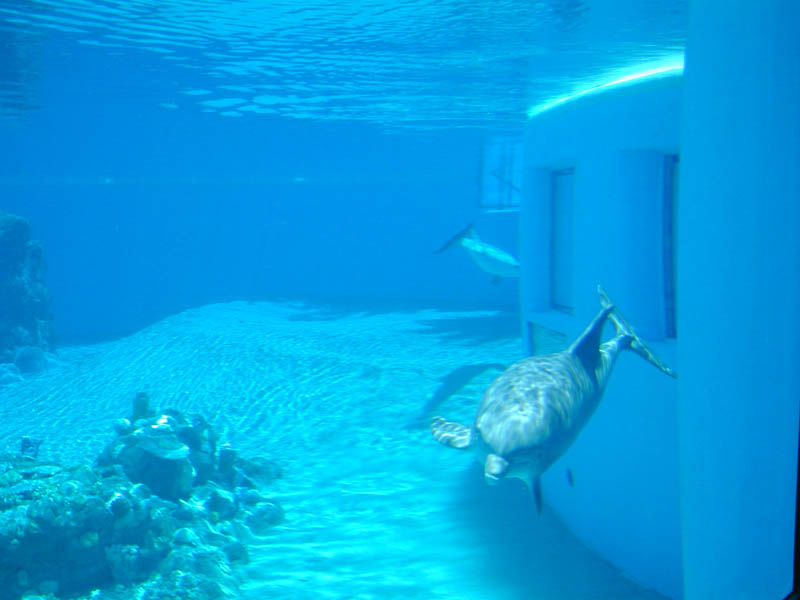 Dolphin Underwater 2
