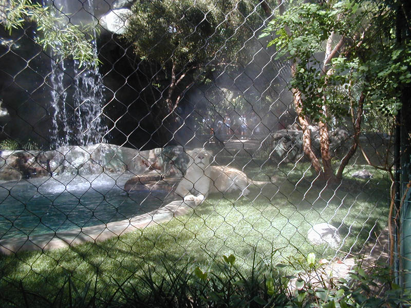 Lioness by Pool