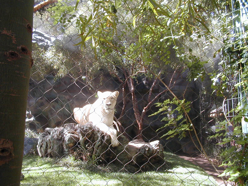 Lioness in the Sun