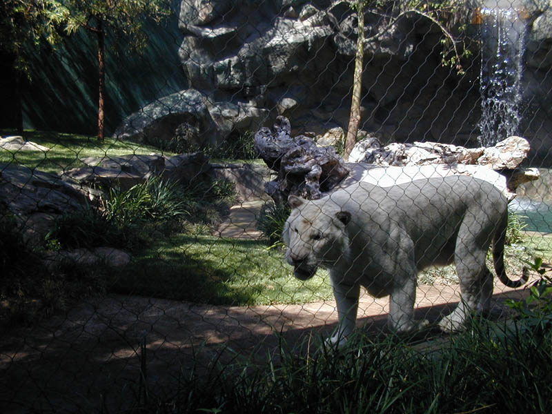 White Tiger 2