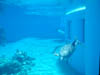 Dolphin Underwater 2