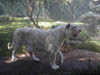 White Tiger 1