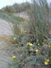 Beach Plants