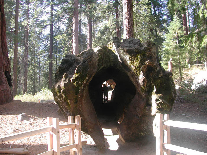 Tree Tunnel