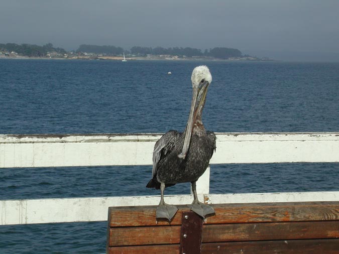 Attack Pelican