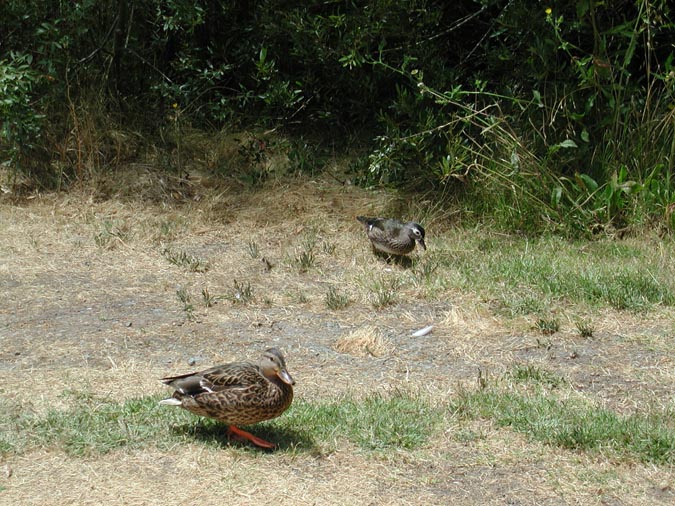 Wood Ducks1