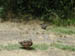 Wood Ducks1