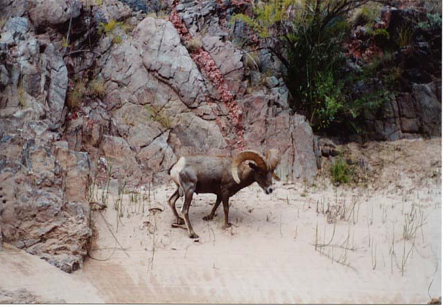BigHorn