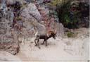 BigHorn
